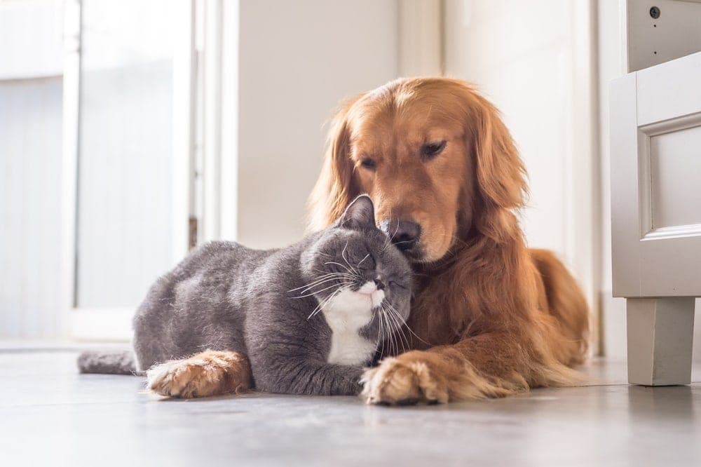 18 Dog Breeds That Get Along With Cats (With Info & Pictures)