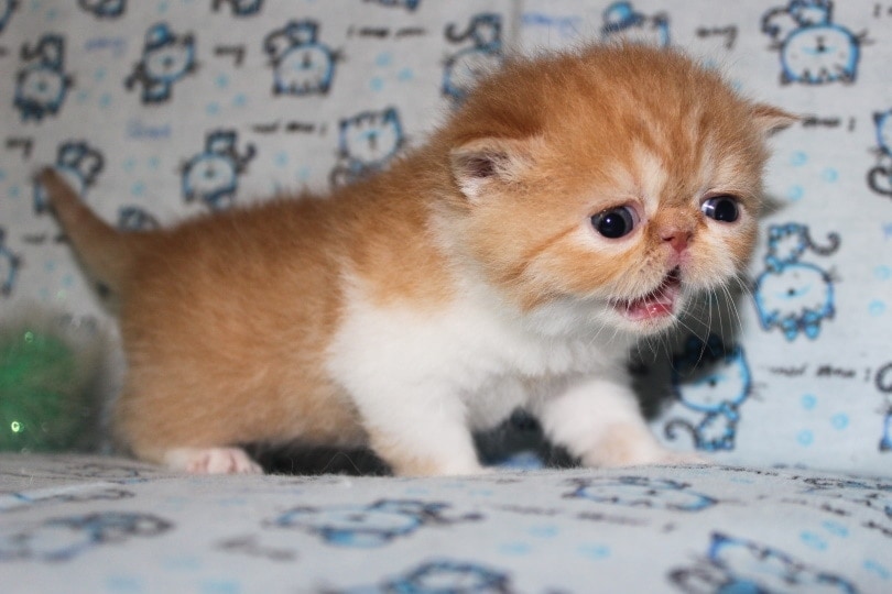 When Do Kittens Lose Their Baby Teeth? Dental Facts & FAQ (Vet Answer)