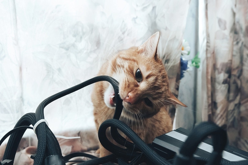 Why Do Cats Chew on Cords? 6 Vet Reviewed Reasons