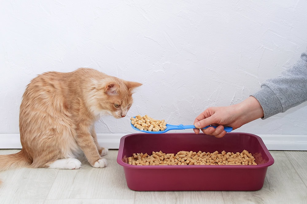 10 Best Unscented Cat Litters - 2026 Reviews & Top Picks