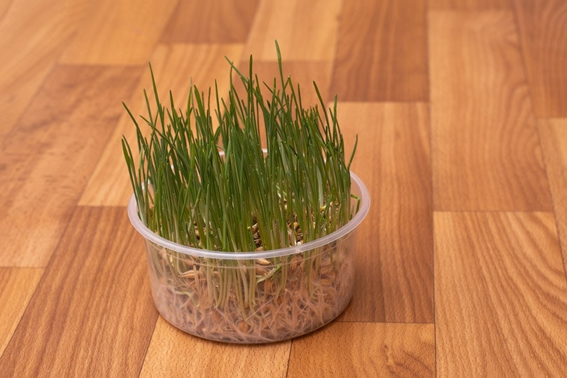How to Grow Cat Grass Without Soil (5 Easy Steps)