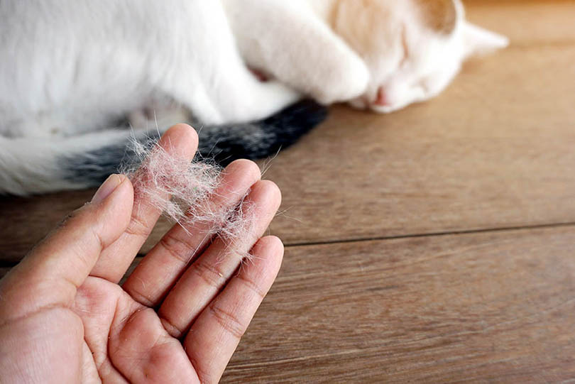 Cat Is Shedding a Lot: When You Should Worry & Prevention (Vet Answer)