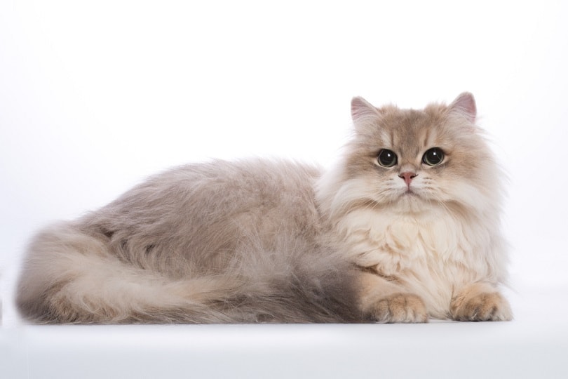 Female Cat Behavior After Spaying: Vet-Reviewed Facts & FAQ