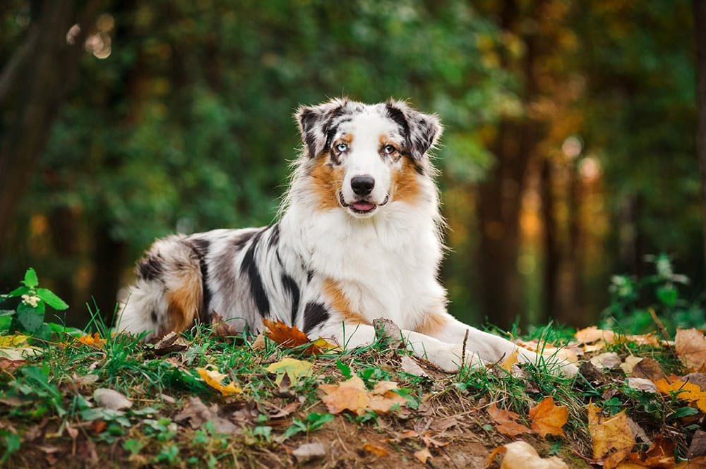 29 Dog Breeds That Start With A: The Complete List