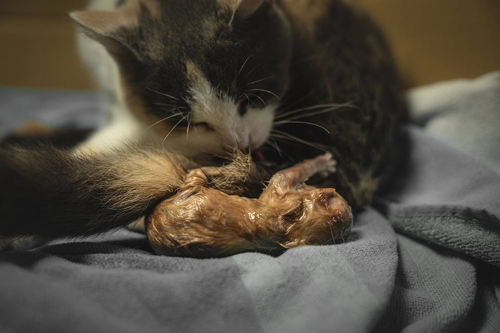 6 Homemade Cat Birthing Boxes You Can Make Today (With Pictures)