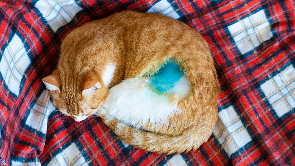 How to Tell if a Cat Is Neutered: 8 Vet-Reviewed Signs to Look for