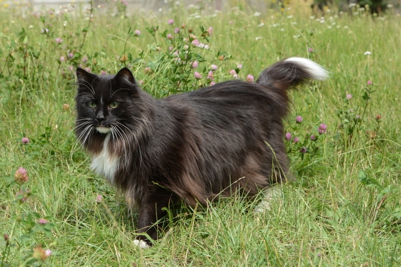 16 Largest Pet Cat Breeds: From Around the World (With Info & Pictures)