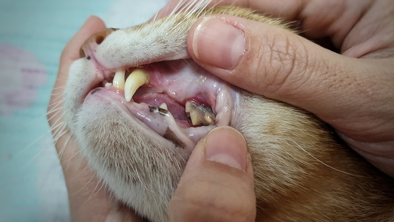 opening cat's mouth with dental disease