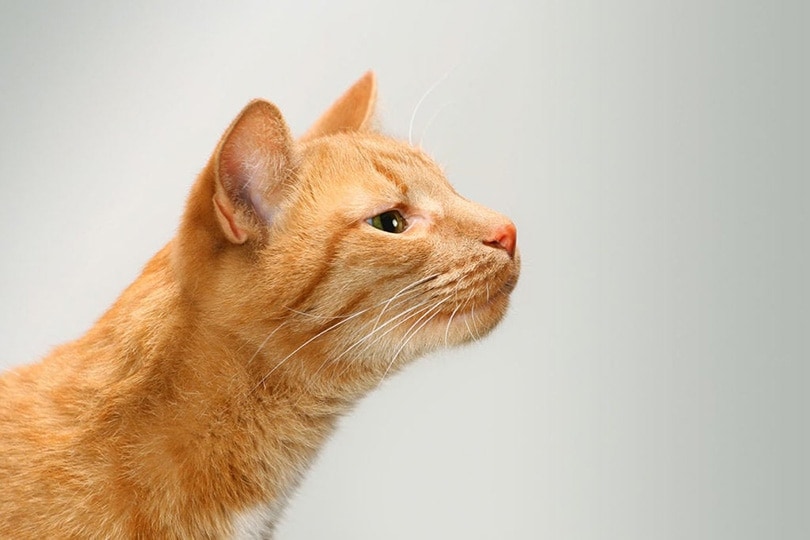 How Far Can Cats Smell? Vet-Reviewed Facts
