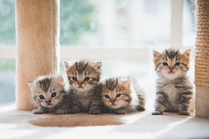 Can a Litter of Kittens Have Multiple Fathers? Vet-Reviewed Superfecundation Guide