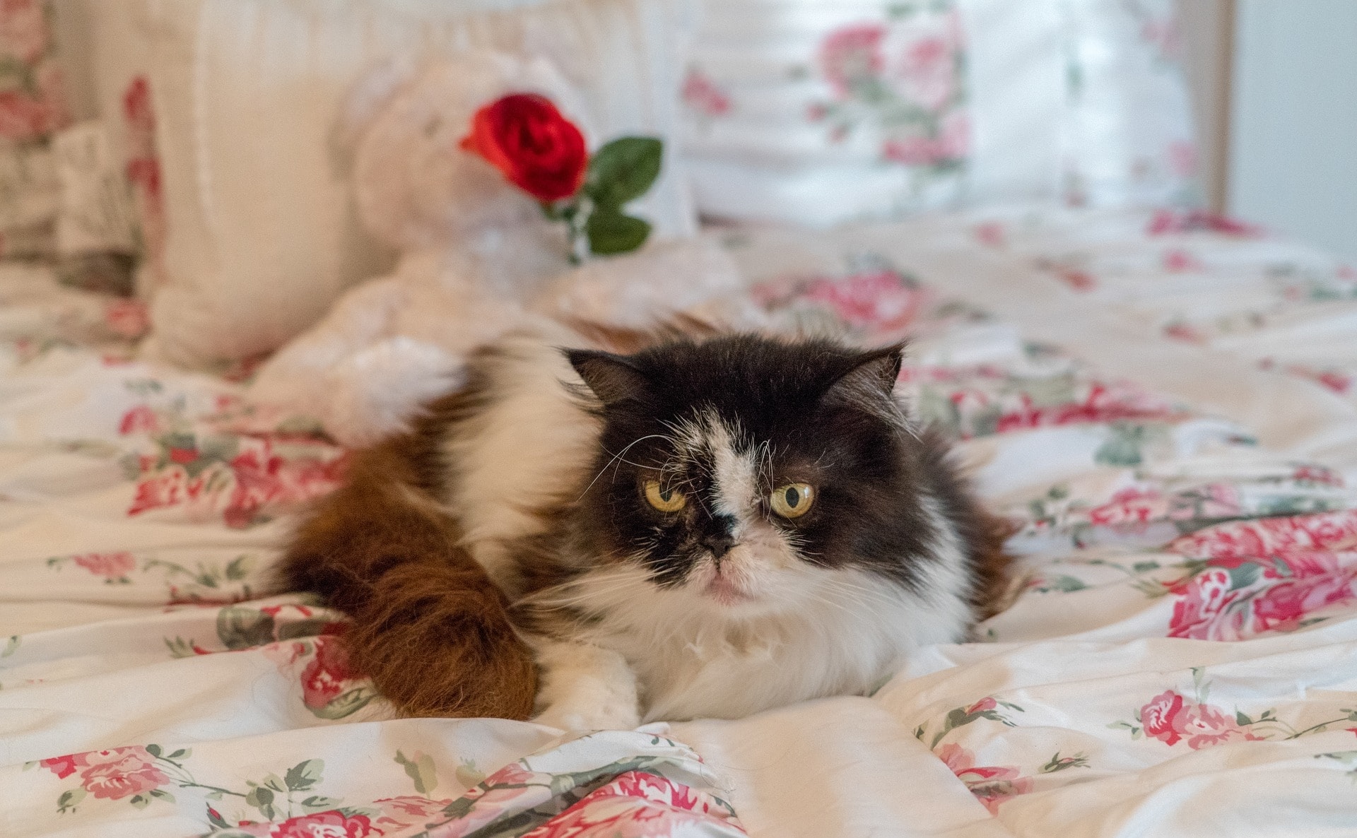 Senior Cat Care: 10 Expert Tips for Mature & Geriatric Felines (2026 Update)