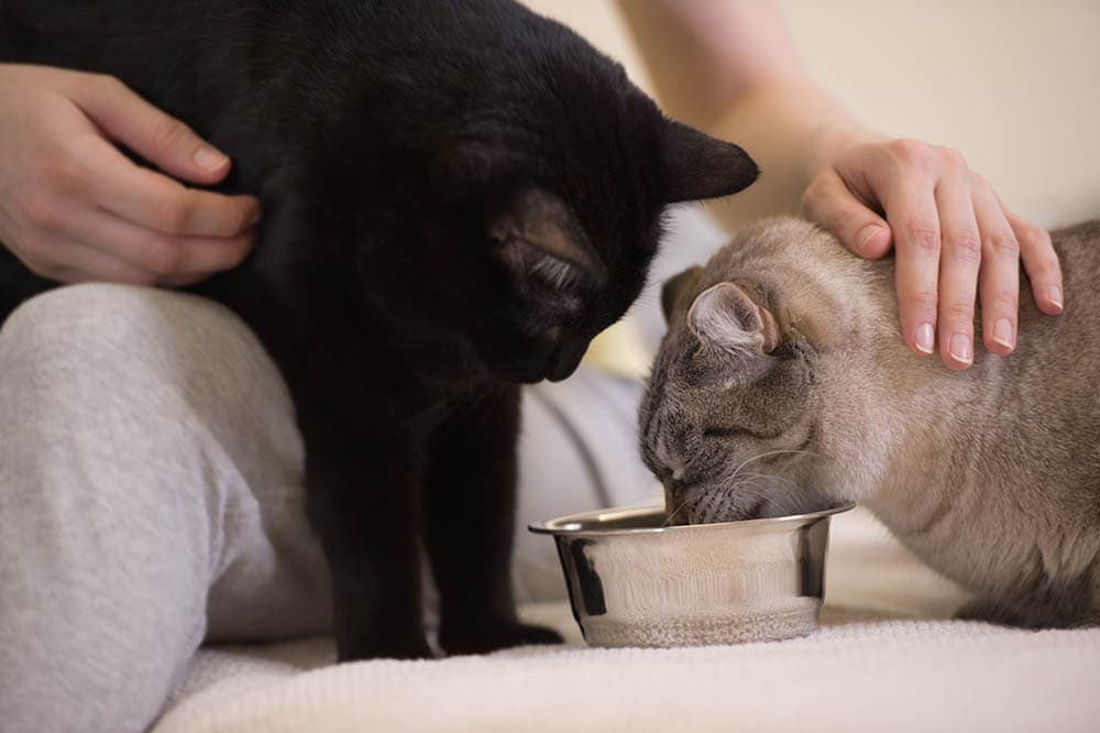 Why Does My Cat Want Me to Watch Him Eat? 4 Common Reasons