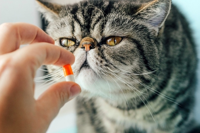 Gabapentin for Cats (Vet Answer): FAQs, Uses, Dosage & Side Effects
