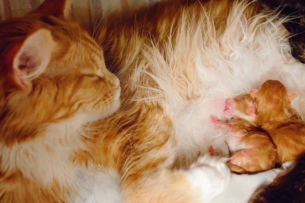 My Cat Just Had Kittens: 10 Vet-Approved Steps You Need to Take