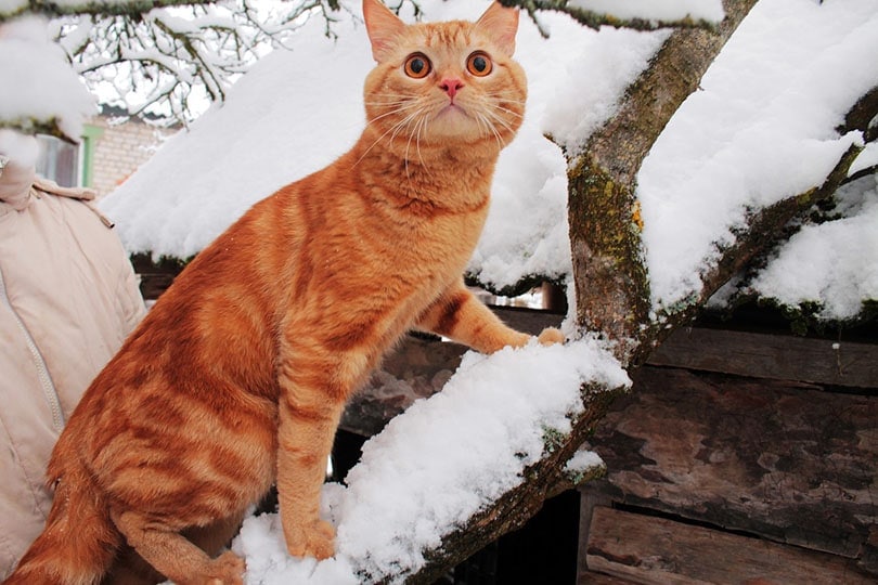 red tabby cat climbing on a tree branch