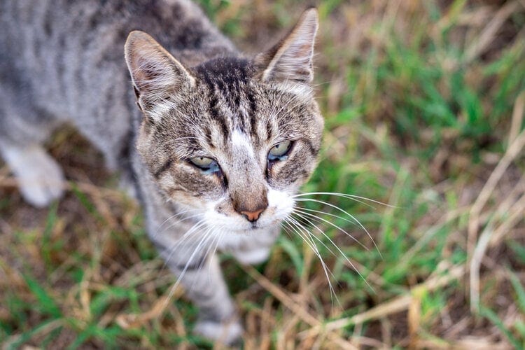 Cat Eye Discharge: Understanding What is Normal (Vet Answer)