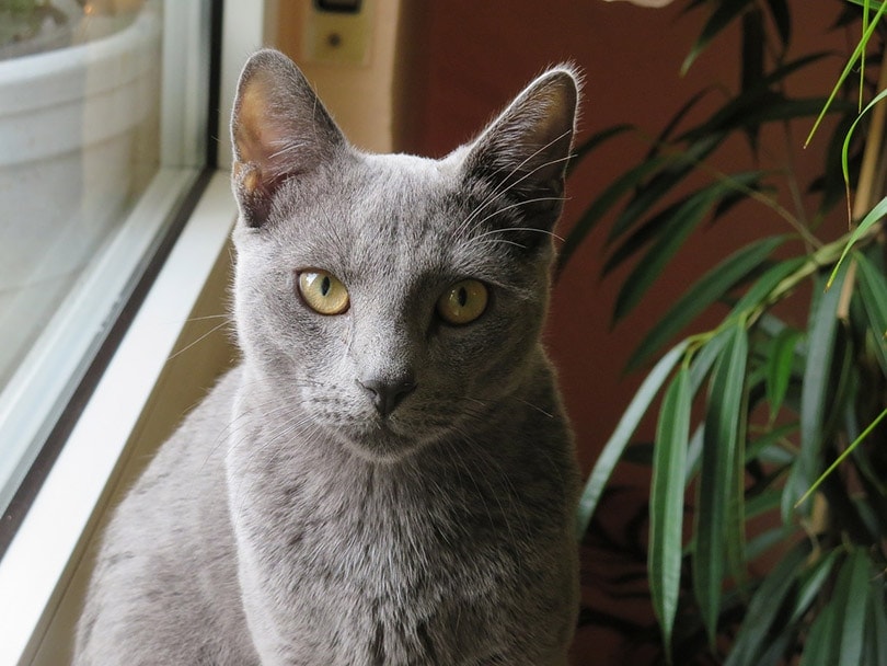 11 Most Popular Cat Breeds in the UK: 2026 Update (With Info & Pictures)
