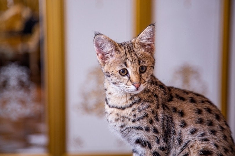 savannah cat looking at something