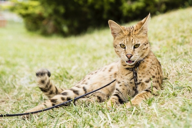 15 Cat Breeds You Can Walk on a Leash (With Info & Pictures)