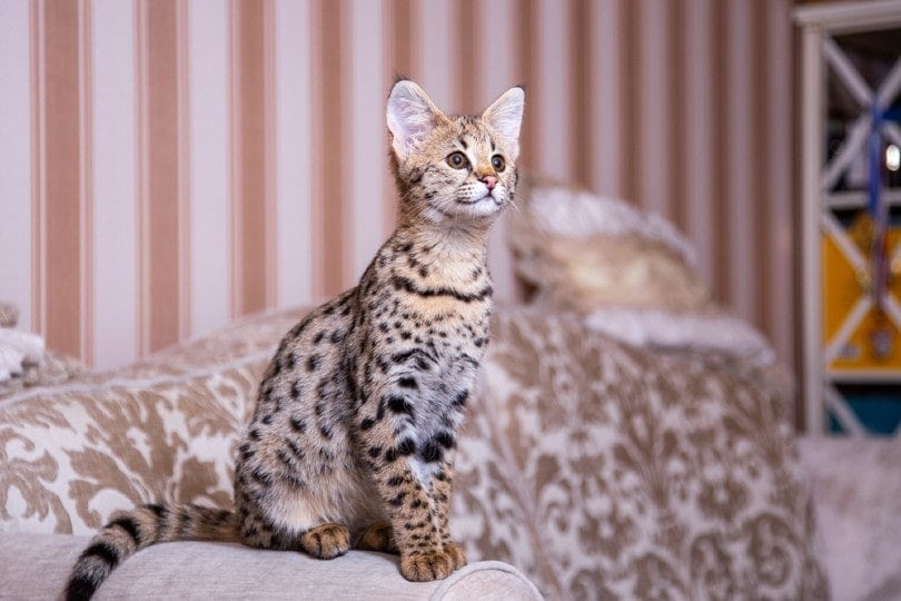 Savannah Cat Breed: Info, Pictures, Care, Traits & Facts