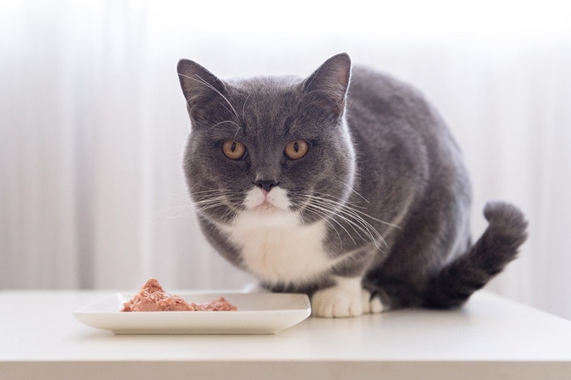 My Cat Doesn’t Drink Water But Eats Wet Food: Vet Reviewed Behavior Tips & Facts