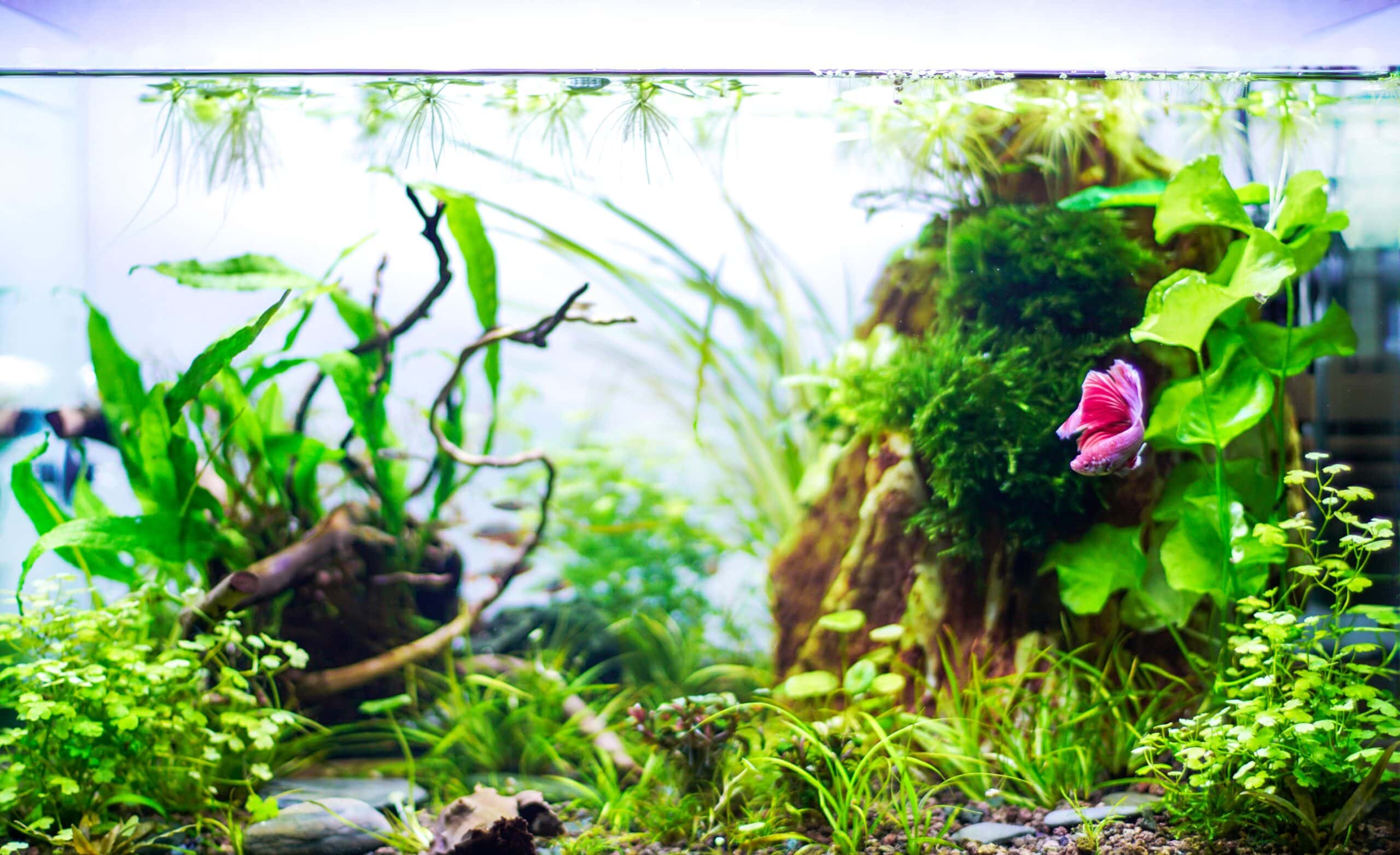 How Much Space Do Betta Fish Need? Vet-Approved Tank Size Guide!