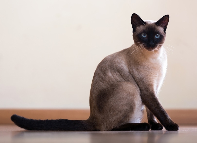 Do Siamese Cats Purr? Breed Facts & Other Vocalizations