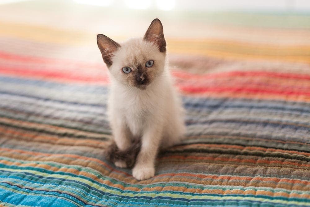 How Do I Tell When My Kitten Needs to Pee or Poop? 4 Vet-Approved Signs