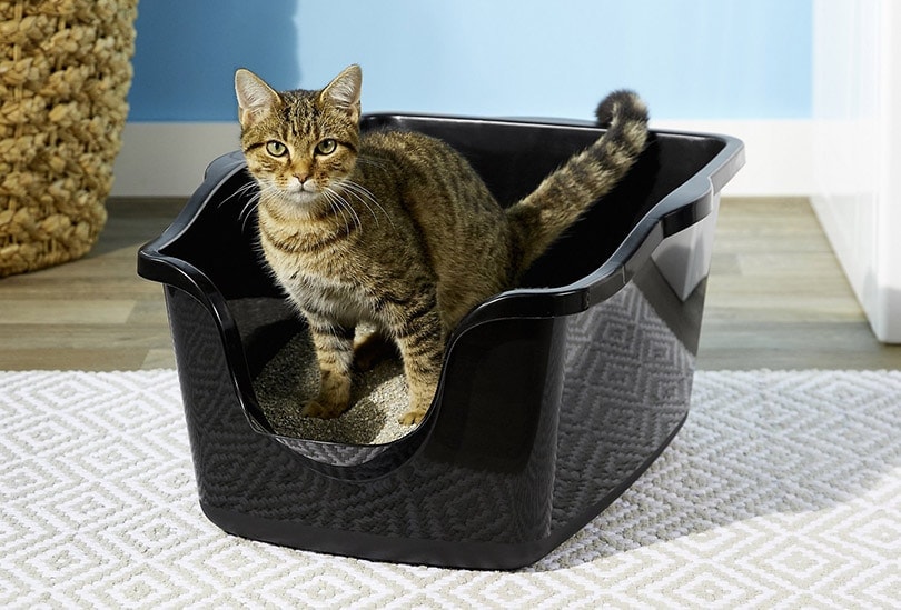 6 Best Litter Boxes for Handicapped Cats in 2026: Reviews & Top Picks