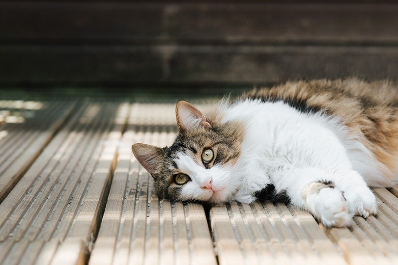 tabby cat lying on a wooden platform