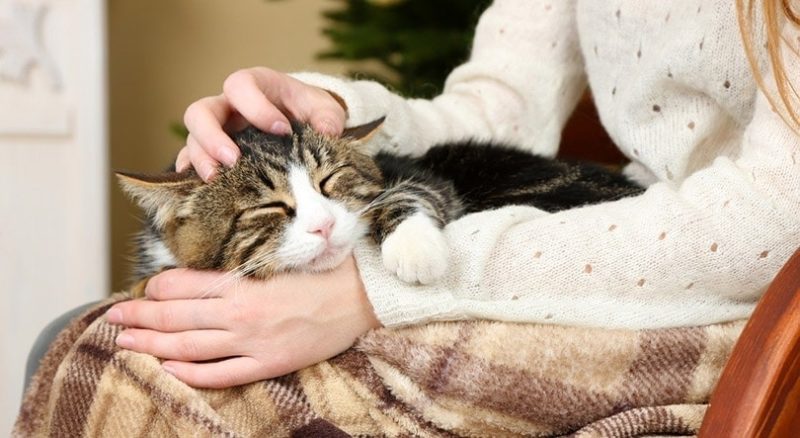 Why Does My Cat Sleep Between My Legs? 8 Vet-Verified Reasons