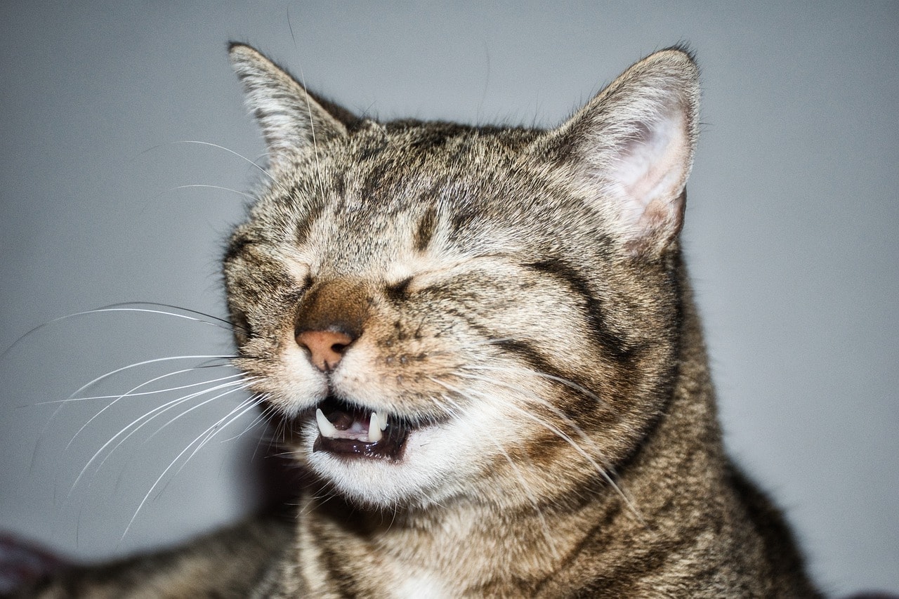 Can Cats Catch Colds? Vet-Approved Facts & FAQ