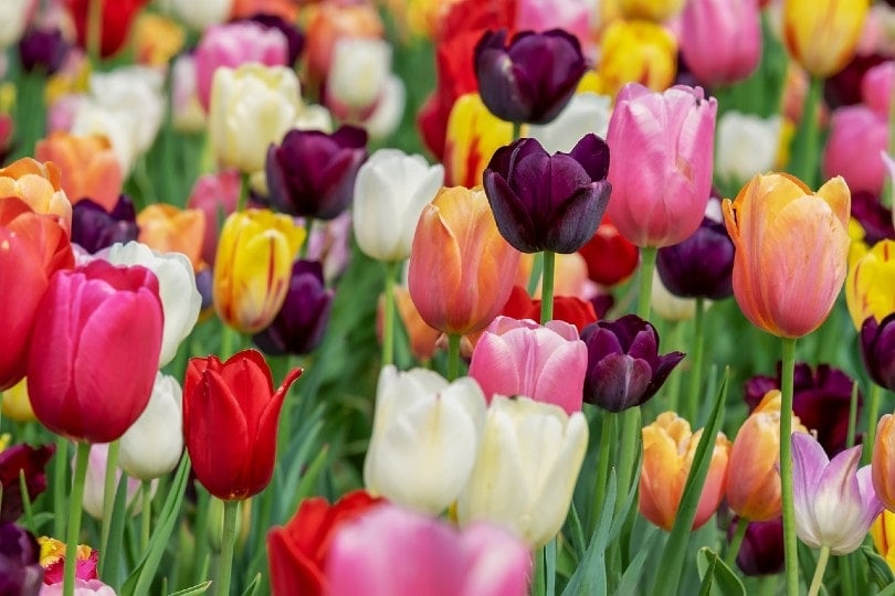 Can Cats Eat Tulips? Important Safety Facts (Vet Reviewed)