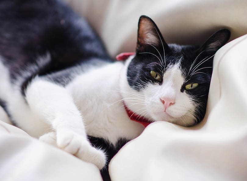 Why Is My Cat Losing Whiskers? 4 Possible Reasons (Vet Answer)