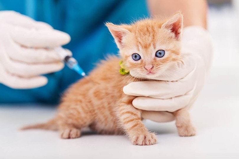 Kitten Vaccine Schedule: Our Vet Explains When & What Shots Are Required