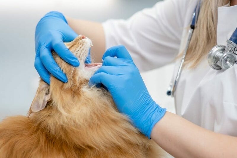 Brachycephalic Airway Syndrome In Cats: Causes, Signs & Care (Vet Answer)