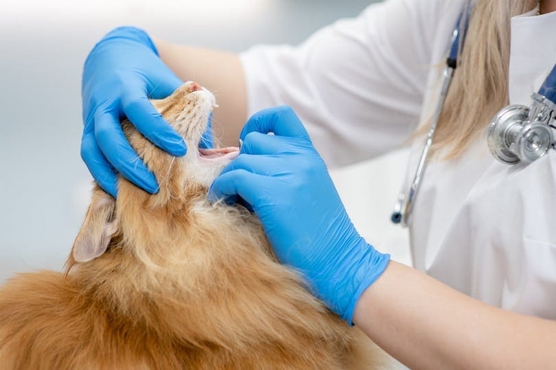 Tooth Resorption in Cats: Causes, Symptoms & Treatment
