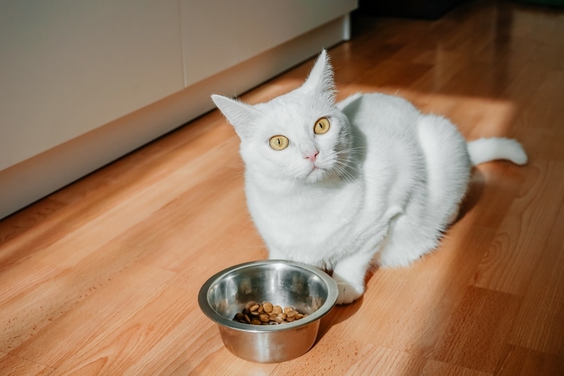 9 Best Cat Foods for Picky Cats in Canada – 2026 Reviews & Top Picks