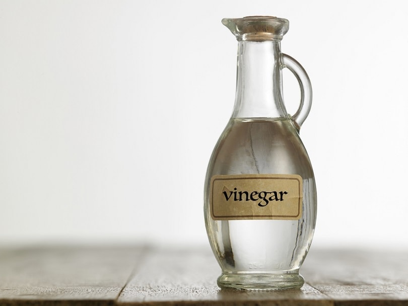 Does Vinegar Keep Cats Away? Is It the Best Choice?