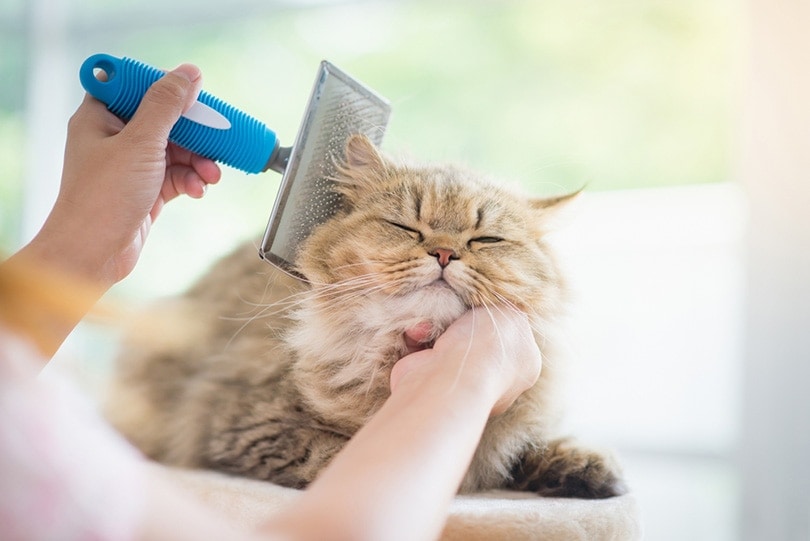 How Often Should You Brush a Cat? Frequency & Brushing Tips