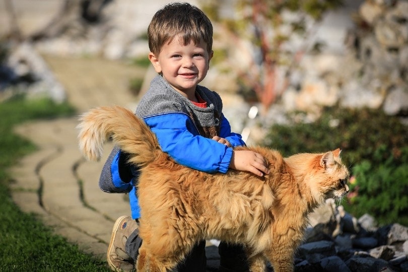 8 Kid-Friendly Cat Breeds (With Info & Pictures)