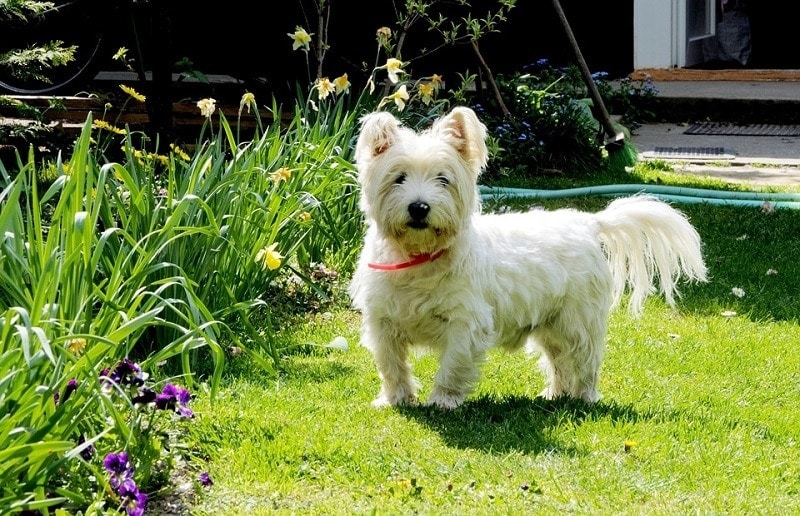 How Long Do Westies Live? Vet Reviewed Average Lifespan, Data & Care