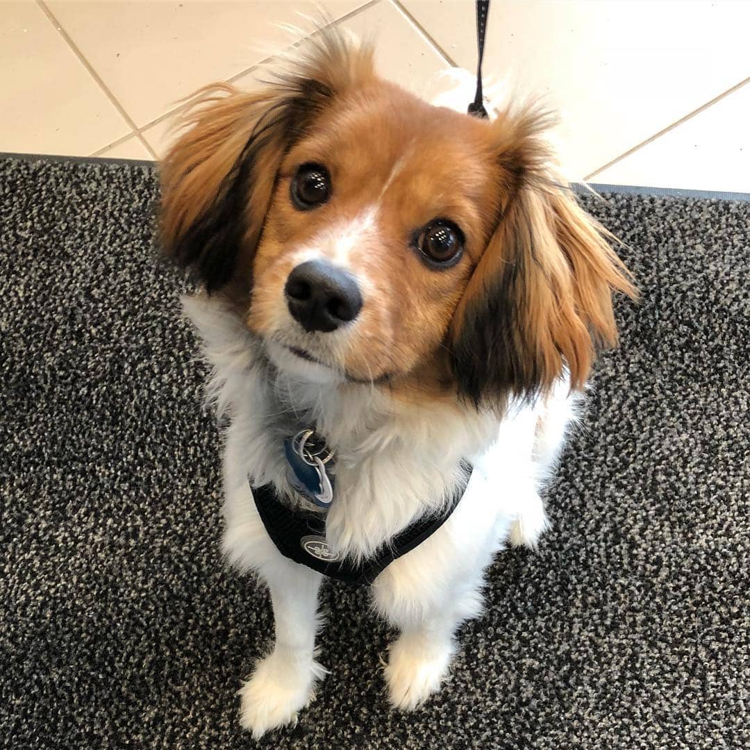 Cavalon (King Charles Spaniel Papillon Mix): Info, Pictures, Facts, Traits
