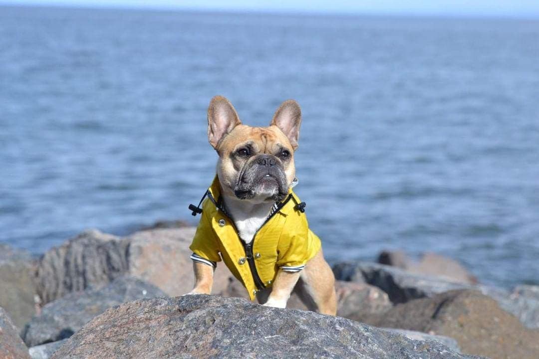 7 Best Dog Raincoats of 2026 - Reviews & Comparisons