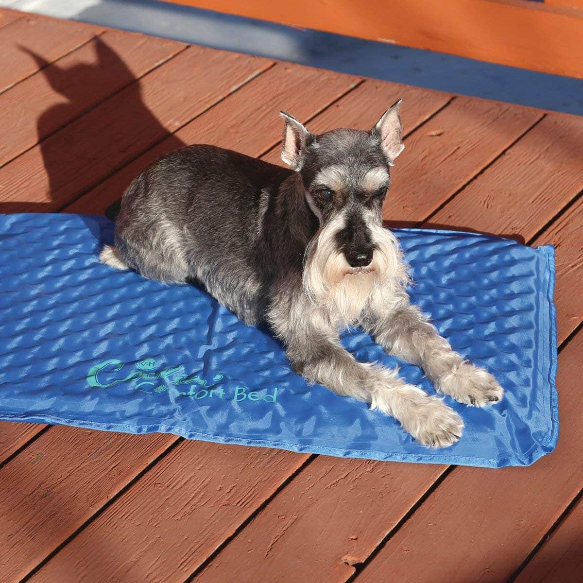 5 Best Cooling Dog Beds of 2026 - Reviews, Top Picks & Guide