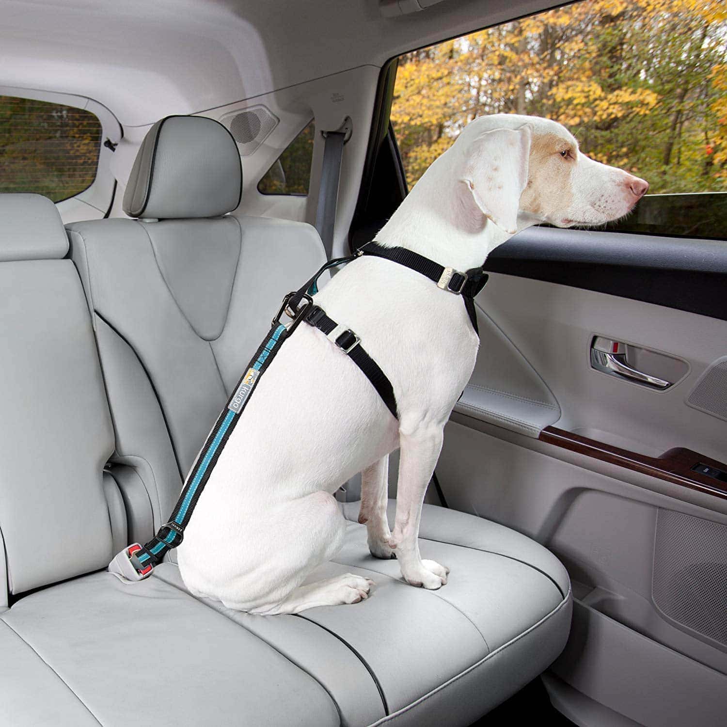 10 Best Dog Seat Belts of 2026 - Reviews, Top Picks & Guide