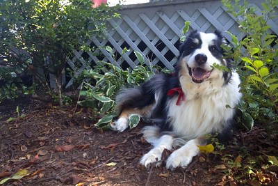 9 Best Biodegradable Dog Poop Bags of 2026 - Reviews & Guide
