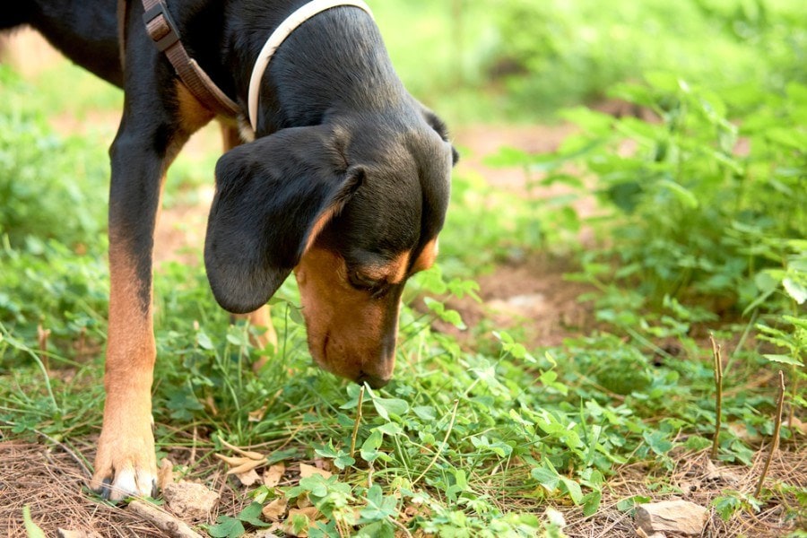 A closeup shot of an Austrian black and tan hound dog eating grass