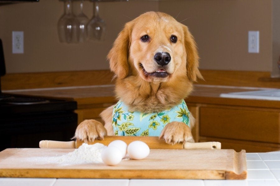Can Dogs With Pancreatitis Eat Eggs? Is It Safe? (Vet Answer)
