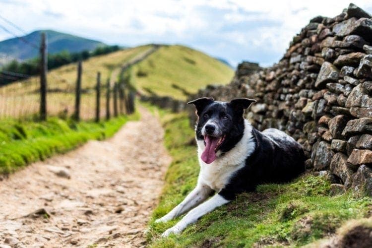 15 Scottish Dog Breeds (With Info & Pictures)